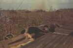 Firefight in Hobo Woods