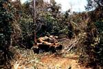 Busting Jungle